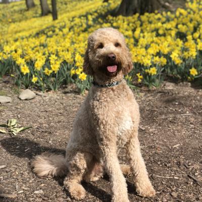 George is welcoming spring at Daffodil Hill.