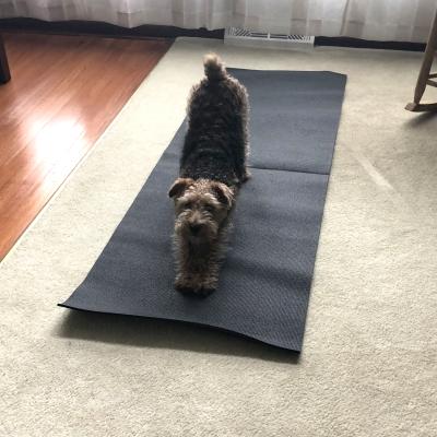 Doing yoga to get into shape for spring.