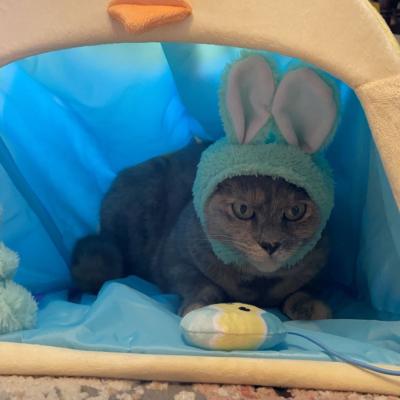 It's Easter Kitty time!