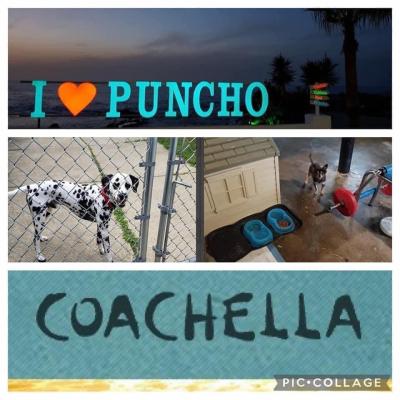  Mr. Puncho and Coachella