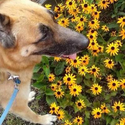 Take a break from your walk so your dog can smell the flowers.