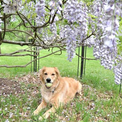Blooming Bear