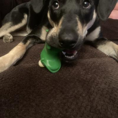 Frog got your tongue?