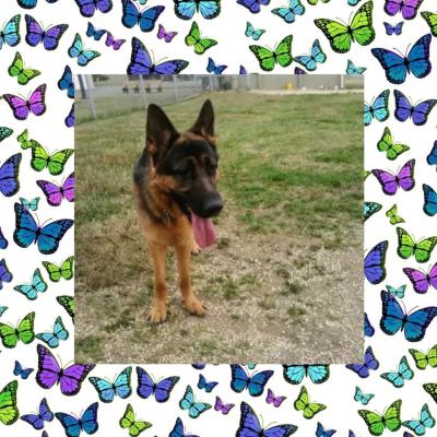 Bruno