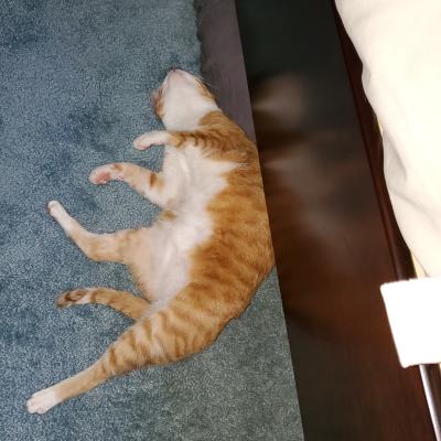 cat sleep