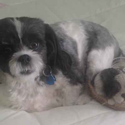 dog
