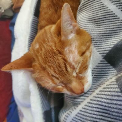 cat