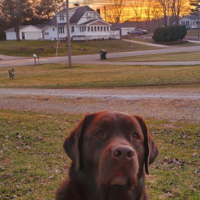 Tilly enjoying golden hour on the first day of spring.