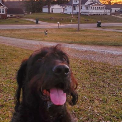 Opie enjoying the first sunset of spring.