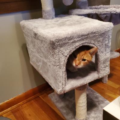 cat