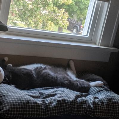 Indoor cat enjoying some springtime sun!