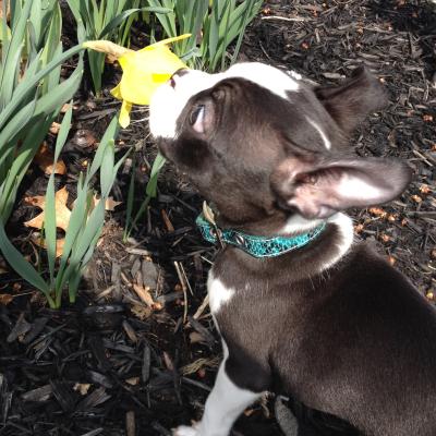 Zeke stopping for a sniff!