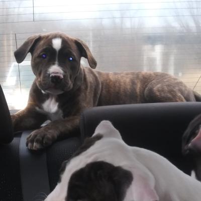 Road Dog
