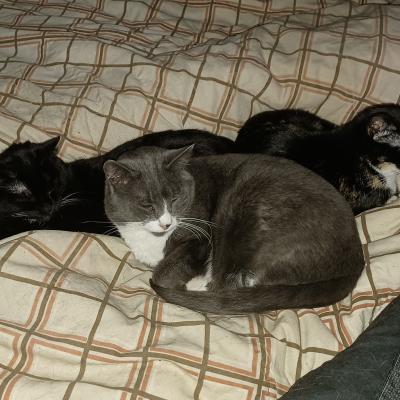 cats