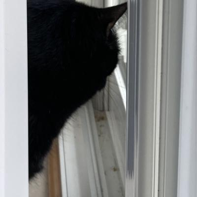 cat