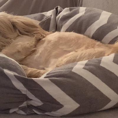 Teddy taking a siesta.