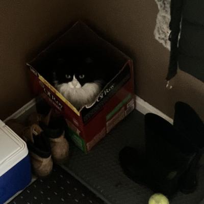 Cat in a Box