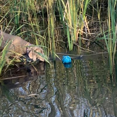  Gotta catch that toy before the frogs get it.