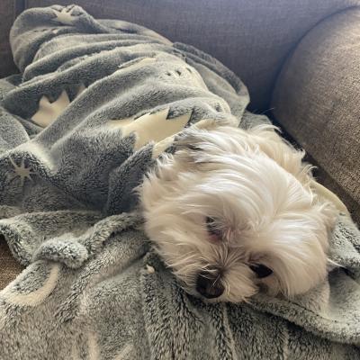 Cozy In Blanket