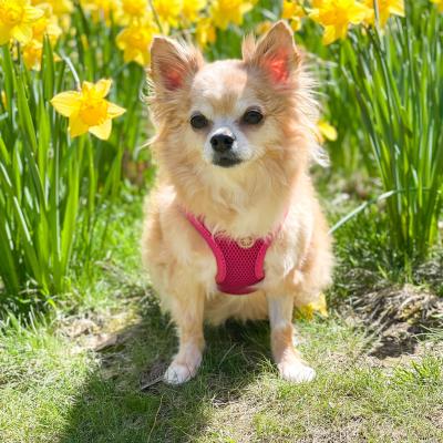  Darling Daffodils