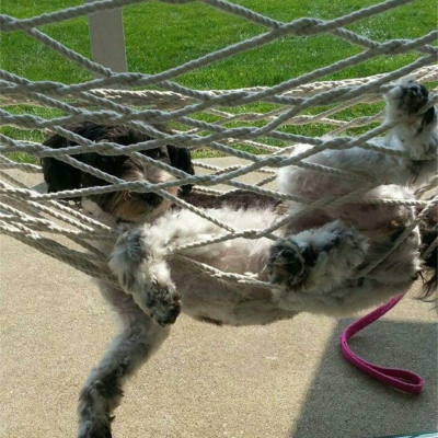 Hammock Hangin'