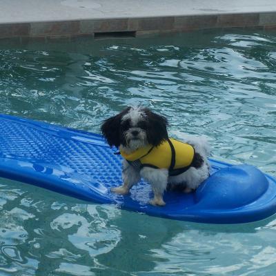 Jasper Enjoying Pool Time