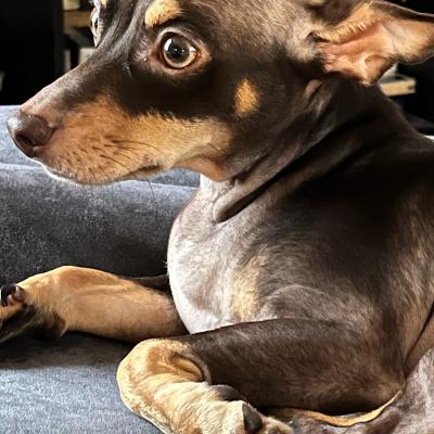Lazy Minpin