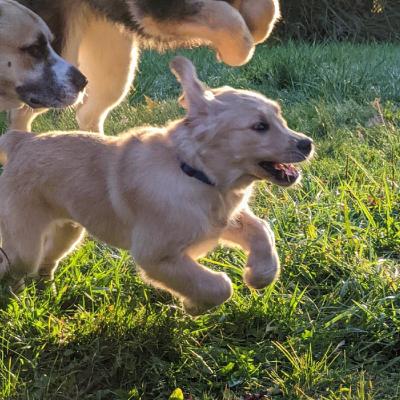 Running of the Dogs