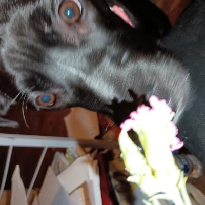 Smelling My First Flower