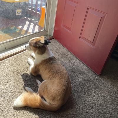 Sunbathing while on neighborhood patrol.