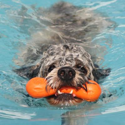Swimming Into Spring
