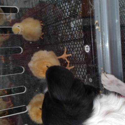  Trixie is checking out the new spring peeps.