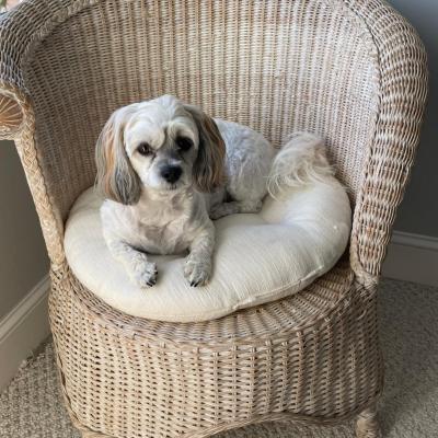 Waiting Patiently for Spring