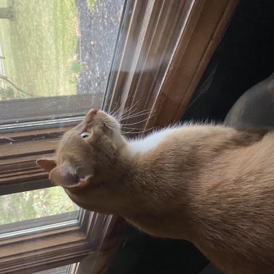 Watching the Birds