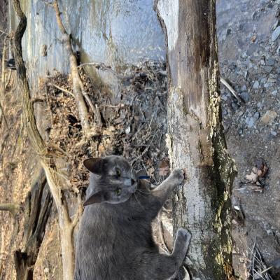 Luna loves exploring the creek.
